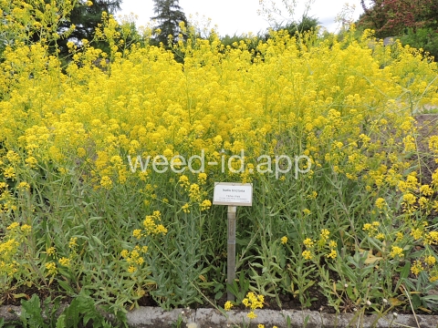 woad, dyer's